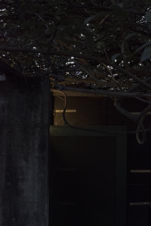 <b>Celina Yamauchi </b>